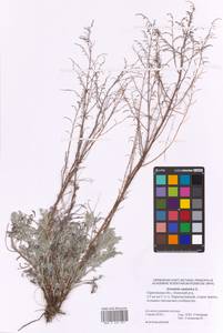 Artemisia caerulescens subsp. caerulescens, Восточная Европа, Нижневолжский район (E9) (Россия)