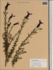 Lavandula stoechas L., Зарубежная Азия (ASIA) (Турция)