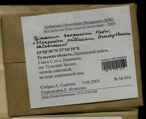 Dicranum scoparium Hedw., Гербарий мохообразных, Мхи - Центральное Нечерноземье (B6) (Россия)