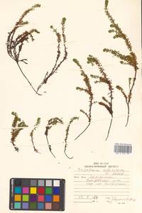 Водяника черная, Шикша черная L., Сибирь, Чукотка и Камчатка (S7) (Россия)