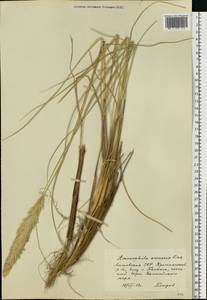 Calamagrostis arenaria (L.) Roth, Восточная Европа, Литва (E2a) (Литва)
