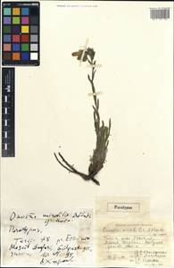 Onosma mirabilis A. P. Khokhr., Зарубежная Азия (ASIA) (Турция)