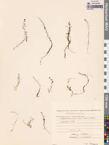 Пузырчатка малая L., Сибирь, Чукотка и Камчатка (S7) (Россия)