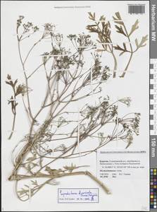 Сапожниковия растопыренная (Turcz.) Schischk., Сибирь, Прибайкалье и Забайкалье (S4) (Россия)