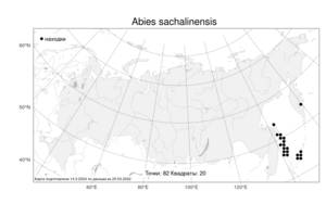 Abies sachalinensis, Пихта сахалинская (F. Schmidt) Mast., Атлас флоры России (FLORUS) (Россия)
