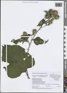 Arctium × nothum (Ruhmer) Hallier, Восточная Европа, Центральный район (E4) (Россия)