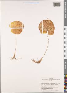 Майник широколистный (Alph.Wood) A.Nelson & J.F.Macbr., Сибирь, Чукотка и Камчатка (S7) (Россия)