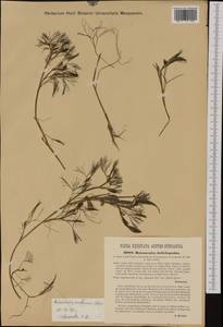 Ranunculus penicillatus subsp. pseudofluitans (Newbould ex Syme) S. D. Webster, Западная Европа (EUR) (Австрия)