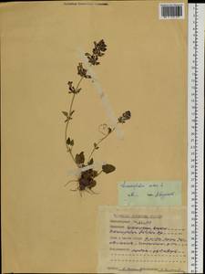 Змееголовник поникший L., Сибирь, Алтай и Саяны (S2) (Россия)