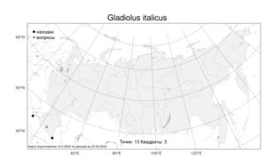 Gladiolus italicus, Шпажник итальянский Mill., Атлас флоры России (FLORUS) (Россия)