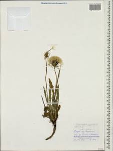 Кульбаба сильношероховатая (Willd.) Boiss. ex Ball, Кавказ, Черноморское побережье (от Новороссийска до Адлера) (K3) (Россия)