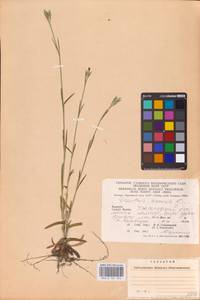 Гвоздика армериевидная L., Восточная Европа, Западно-Украинский район (E13) (Украина)