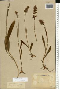 Dactylorhiza maculata subsp. fuchsii (Druce) Hyl., Восточная Европа, Северный район (E1) (Россия)
