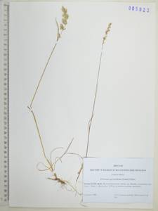 Koeleria subalpestris (Hartm.) Barberá, Quintanar, Soreng & P.M.Peterson, Сибирь, Дальний Восток (S6) (Россия)