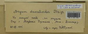Ptychostomum pseudotriquetrum (Hedw.) J.R. Spence & H.P. Ramsay, Гербарий мохообразных, Мхи - Москва и Московская область (B6a) (Россия)