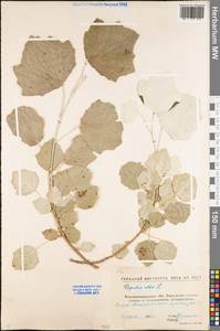 Тополь белый, Тополь серебристый L., Восточная Европа, Северо-Украинский район (E11) (Украина)