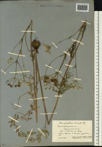 Бутень Прескотта DC., Восточная Европа, Нижневолжский район (E9) (Россия)