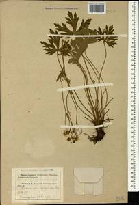 Ranunculus polyanthemos subsp. meyerianus (Rupr.) Elenevsky & Derv.-Sokol., Кавказ, Краснодарский край и Адыгея (K1a) (Россия)