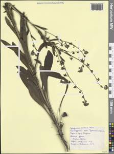 Чернокорень критский Mill., Кавказ, Черноморское побережье (от Новороссийска до Адлера) (K3) (Россия)