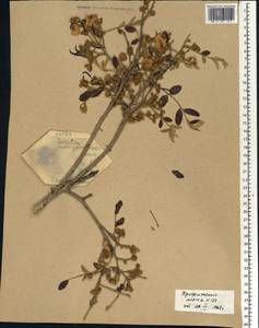 Bobgunnia madagascariensis (Desv.)J.H.Kirkbr. & Wiersema, Африка (AFR) (Мали)