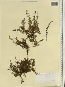 Thymus pannonicus All., Восточная Европа, Южно-Украинский район (E12) (Украина)