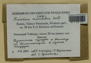 Fissidens gracilifolius Brugg.-Nann. & Nyholm, Гербарий мохообразных, Мхи - Красноярский край, Тыва и Хакасия (B17) (Россия)