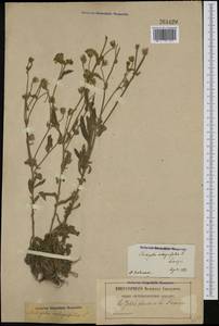 Andryala integrifolia L., Западная Европа (EUR) (Франция)