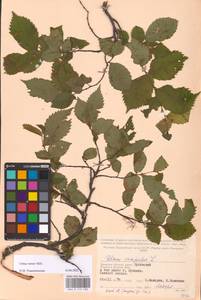 Вяз малый Mill., Восточная Европа, Западный район (E3) (Россия)