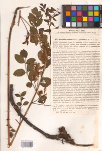 Glycyrrhiza uralensis × glandulifera, Восточная Европа, Восточный район (E10) (Россия)