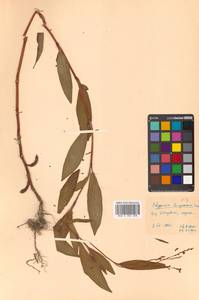 Persicaria bungeana (Turcz.) Nakai ex Mori, Сибирь, Дальний Восток (S6) (Россия)