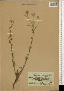 Centaurea stoebe subsp. stoebe, Кавказ, Дагестан (K2) (Россия)