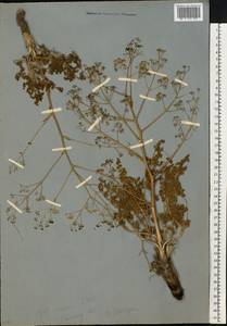 Ферула каспийская M.Bieb., Восточная Европа, Нижневолжский район (E9) (Россия)