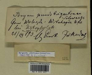 Ptychostomum pseudotriquetrum (Hedw.) J.R. Spence & H.P. Ramsay, Гербарий мохообразных, Мхи - Архангельская и Вологодская области, Коми, Ненецкий АО (B7) (Россия)