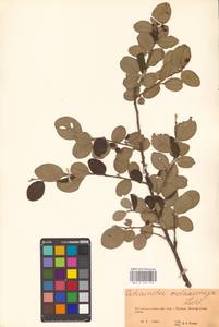 Кизильник рыхлоцветковый (J.Jacq.) Lindl., Восточная Европа, Восточный район (E10) (Россия)