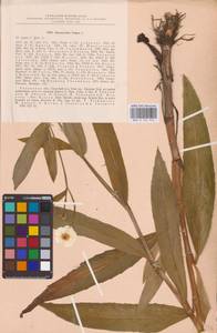 Лютик длиннолистный L., Восточная Европа, Центральный район (E4) (Россия)