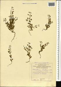 Солнцецвет иволистный (L.) Mill., Кавказ, Азербайджан (K6) (Азербайджан)