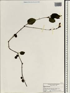 Bignoniaceae, Зарубежная Азия (ASIA) (Индия)