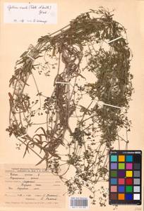 Подмаренник приручейный (Sm.) Griseb., Восточная Европа, Центральный лесостепной район (E6) (Россия)