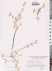 Штукения нитевидная, Рдест нитевидный (Pers.) Börner, Сибирь, Чукотка и Камчатка (S7) (Россия)
