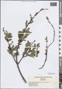 Ива, Восточная Европа, Средневолжский район (E8) (Россия)