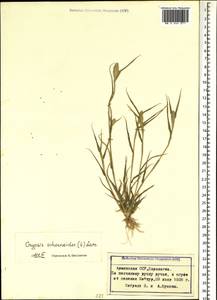 Sporobolus schoenoides (L.) P.M.Peterson, Кавказ, Армения (K5) (Армения)