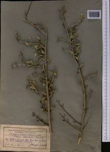 Rhamnus integrifolia DC., Средняя Азия и Казахстан, Памир и Памиро-Алай (M2) (Киргизия)