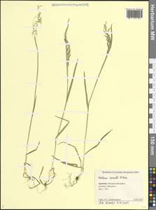 Бор весенний M.Bieb., Кавказ, Армения (K5) (Армения)