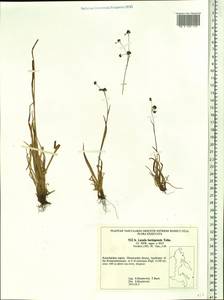 Luzula arcuata subsp. unalaschkensis (Buch.) Hultén, Сибирь, Чукотка и Камчатка (S7) (Россия)