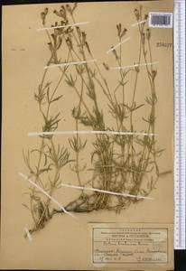 Смолевка брагуйская Boiss., Средняя Азия и Казахстан, Западный Тянь-Шань и Каратау (M3) (Казахстан)