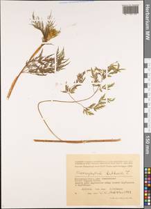 Бутень клубненосный L., Восточная Европа, Нижневолжский район (E9) (Россия)