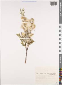 Salix caesia subsp. tschujensis N. M. Bolschakov, Сибирь, Алтай и Саяны (S2) (Россия)