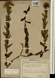 Pentanema salicinum subsp. asperum (Poir.) Mosyakin, Крым (KRYM) (Россия)