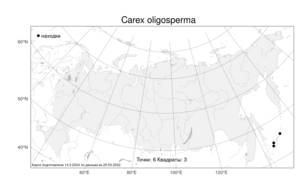 Carex oligosperma, Осока малосемянная Michx., Атлас флоры России (FLORUS) (Россия)