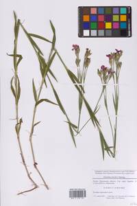 Гвоздика китайская L., Восточная Европа, Московская область и Москва (E4a) (Россия)